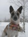 Moderní lavinový pes záchranář už nenosí soudek s rumem, ale termosku s grogem :-)